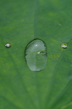 Lotus Face　蓮と目が合いました