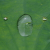 Lotus Face　蓮と目が合いました