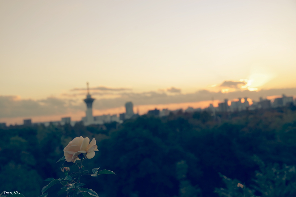 黄色の薔薇が見た夕陽