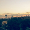 黄色の薔薇が見た夕陽