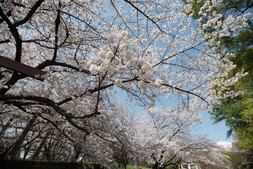 桜宙を見上げた