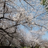 桜宙を見上げた