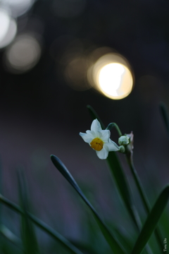 冬陽の静かな祝福