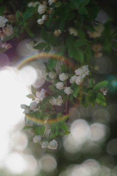 花幻