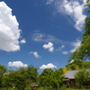夏の煌めく白と緑