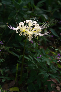 小暗がりの道端に、生成りのお花が一輪在り