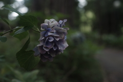 六月 紫陽花の想い出 ②
