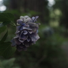 六月 紫陽花の想い出 ②