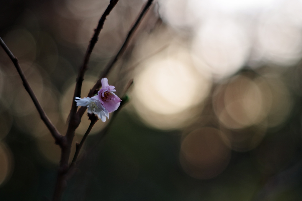 冬桜の奏で