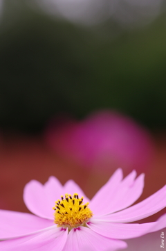 秋ピンクの幕開け 秋ピンクの幕開け