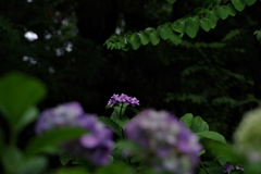 薄紫の望み