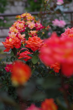 鶴見'90（Tsurumi’90）という名前の薔薇