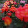 鶴見'90（Tsurumi’90）という名前の薔薇