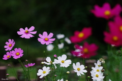 少しソリッドな秋桜