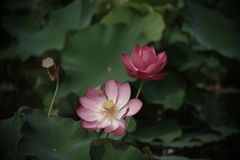 移り変わり 蓮