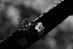 四月に魅せる十月桜