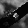 四月に魅せる十月桜