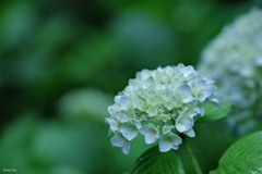 緑雨の記憶