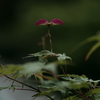 初夏の紅翅