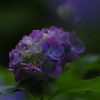 むらさき漂う雨上がり