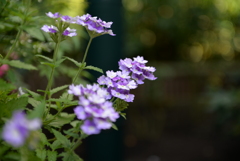 紫の花