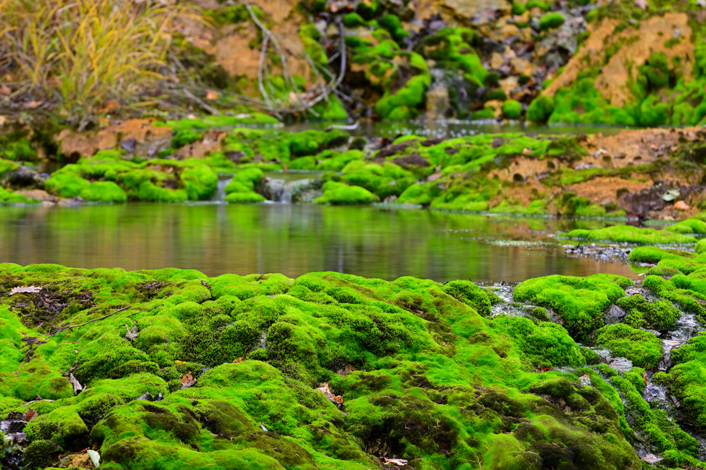 チャツボミコケ