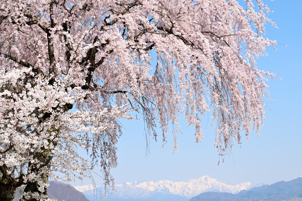 里山に春来る