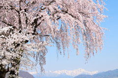 里山に春来る