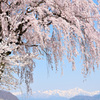 里山に春来る