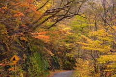 紅葉散策、国道291号線