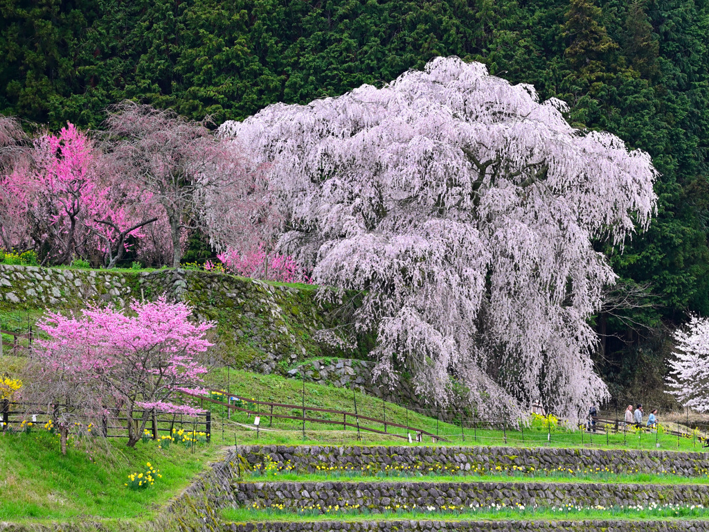 又兵衛桜