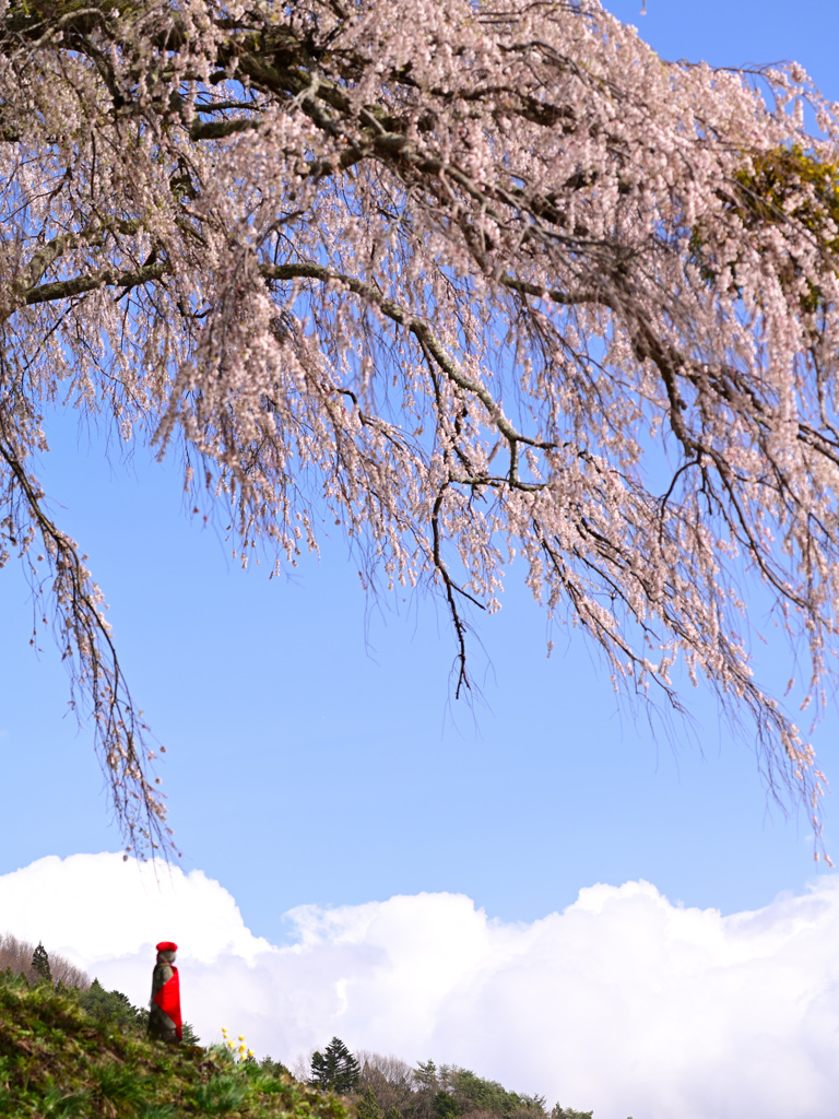 天空の地蔵桜