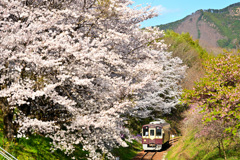 わ鉄の春６_桜並木
