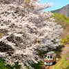 わ鉄の春６_桜並木