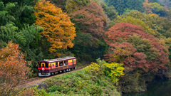 ワッシー号・紅葉路線を走る