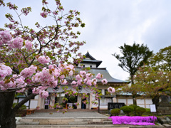松前公園・松前城と桜(1)
