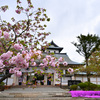 松前公園・松前城と桜(1)