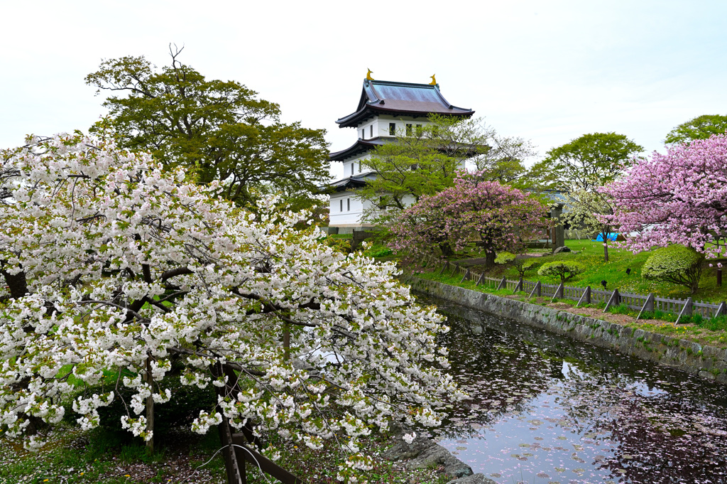 松前公園・松前城と桜(2)