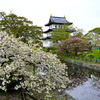 松前公園・松前城と桜(2)