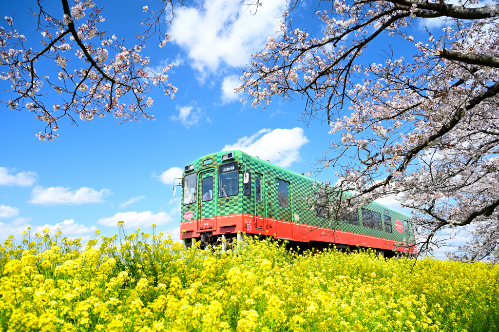 春・真岡鉄道
