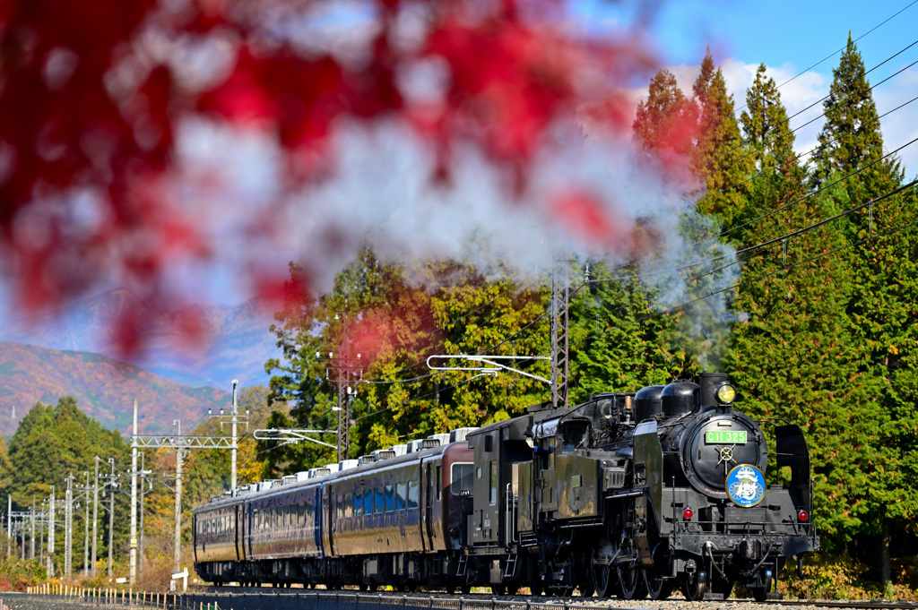 SL大樹とモミジ