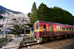 わ鉄の春９_桜・鳥居・わ鉄