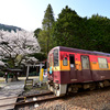 わ鉄の春９_桜・鳥居・わ鉄