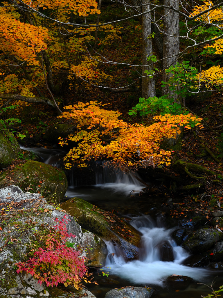 照葉峡_渓流と紅葉１