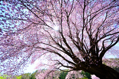天王桜の下で