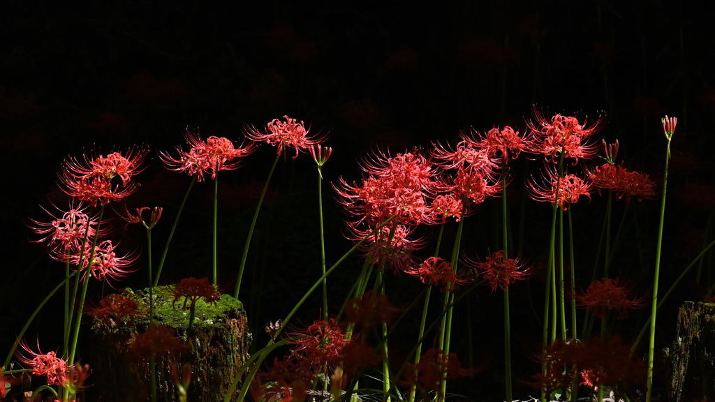 曼殊沙華　真紅に燃える