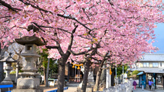 鎮守の桜