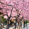 鎮守の桜