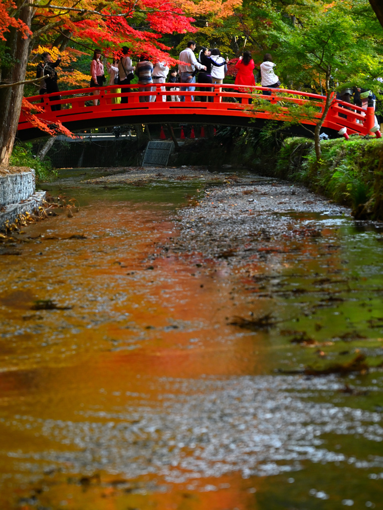 紅葉の橋 by shika1957 （ID：12123149） 写真共有サイトPHOTOHITO