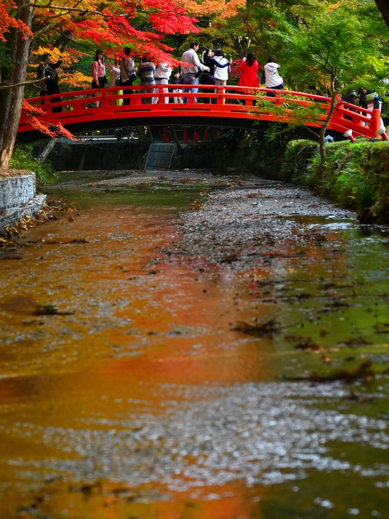 紅葉の橋